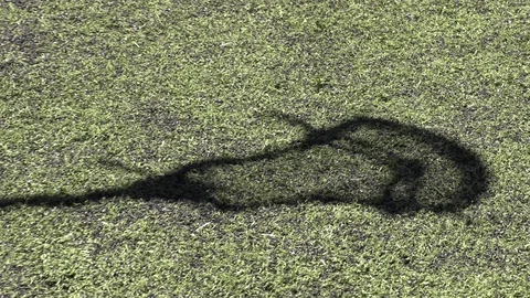 Lacrosse Stick Shadow on Turf Stock Footage 127998722