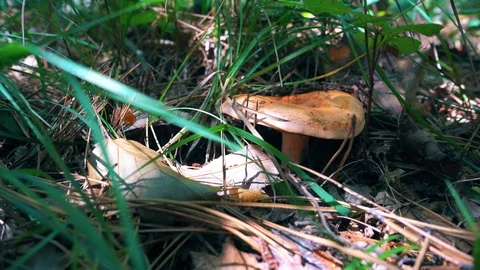 Lactarius deliciosus Stock Footage 97655692
