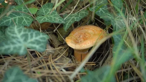 Lactarius deliciosus Stock Footage 97656587