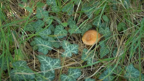Lactarius deliciosus Stock Footage 97656601