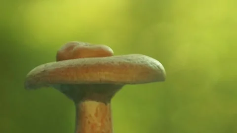 Lactarius deliciosus 스톡 동영상 139708894