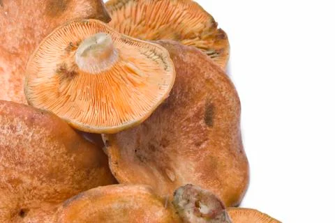Lactarius deliciosus. Stock Photos