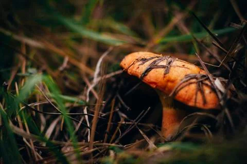 Lactarius deliciosus Stock Photos