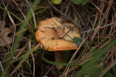 Lactarius deliciosus Stock Photos