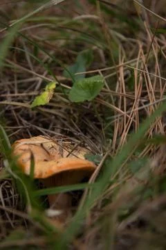 Lactarius deliciosus Stock Photos