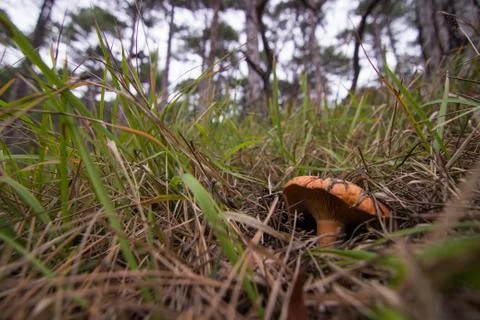Lactarius deliciosus Stock Photos