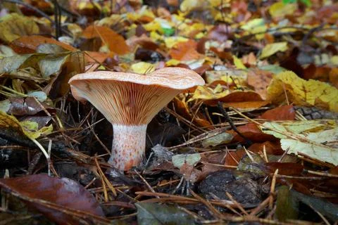 Lactarius deliciosus Fotos Stock