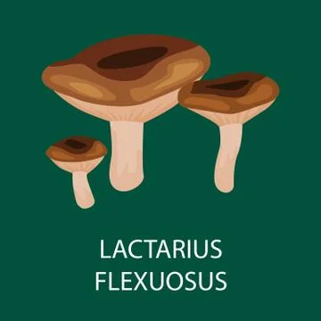 Lactarius Flexuosus isolated, Wild Foraged Mushroom, Vector  edible natura Illustrazione stock
