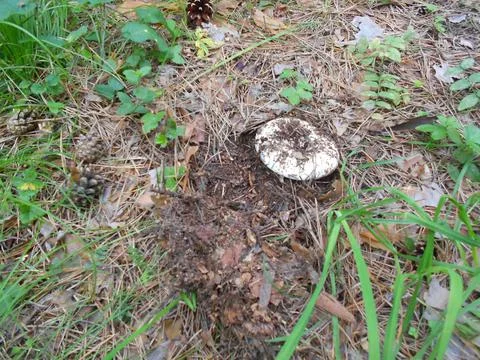 Lactarius Stock Photos