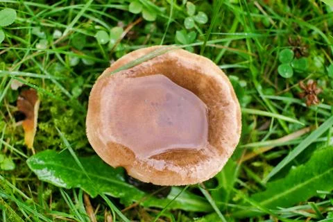 Lactarius quietus. Foto stock