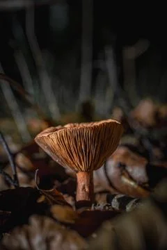 Lactarius rufus is a common, medium-sized member of the mushroom genus Lact.. Stock Photos