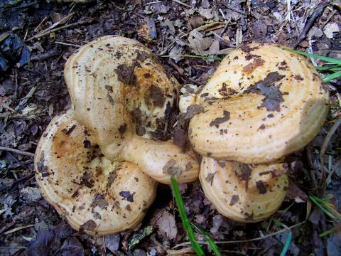 Lactarius salmonicolor. Stock Photos