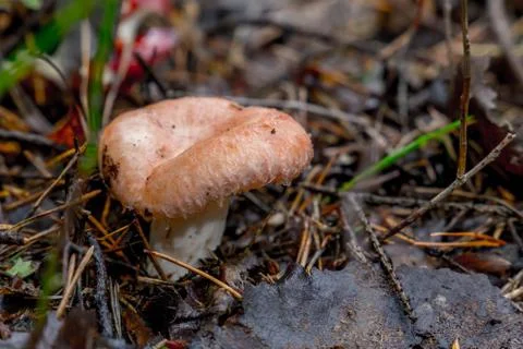 Lactarius torminosus in close-up Foto stock