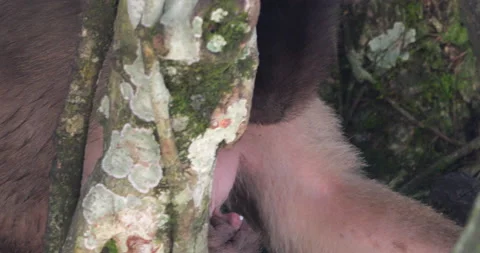 Lactating female White-fronted Capuchin Monkey (Cebus albifrons) Stock Footage 236774197