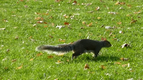 Lactating grey squirrel walking across grass in a park Stock Footage 41896742