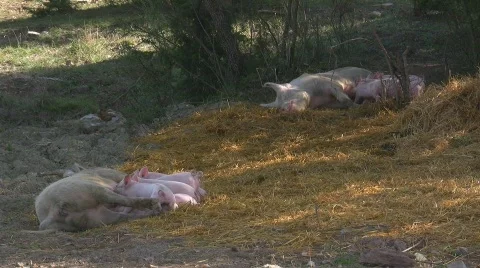 Lactation of happy piglets Stock Footage 598890