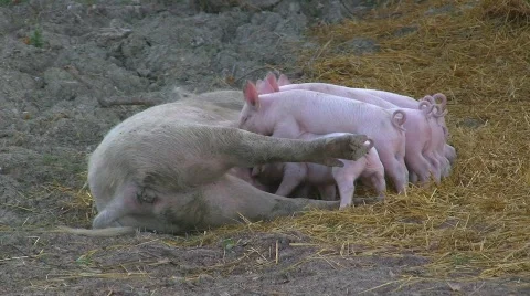 Lactation of happy piglets Stock Footage 598918