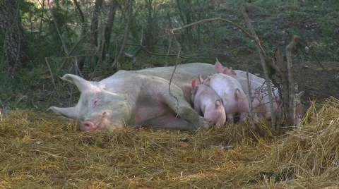 Lactation of happy piglets Stock Footage