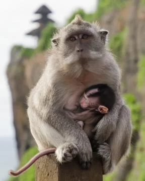 Lactation monkey Stock Photos