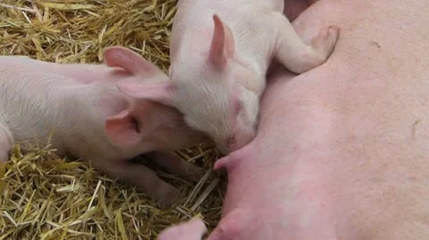 Lactation of piglets feed by mother pig Stock Footage 15493589