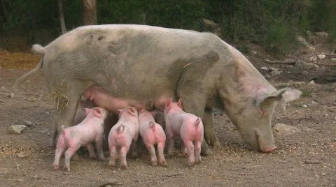 Lactation of piglets Video stock 412783