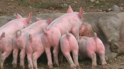 Lactation of piglets Stock-Footage 412815