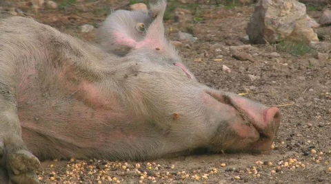 Lactation of piglets Stock Footage 412825