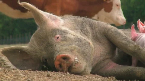 Lactation of piglets 스톡 동영상 412842