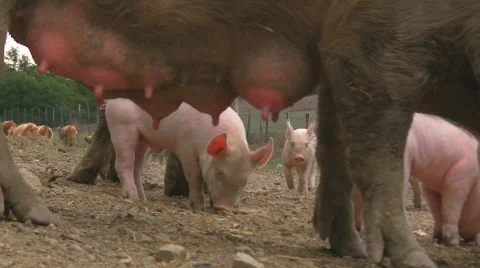 Lactation of piglets Video stock 412889