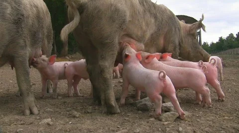Lactation of piglets Stock-Footage 412912