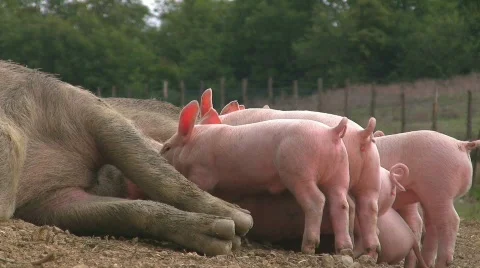 Lactation of piglets Video stock 505496