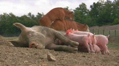 Lactation of piglets while cattle copulates Video stock 412832