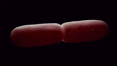 Lactobacillus Bacteria Colony - Probiotic Microorganisms Vidéo 318776149