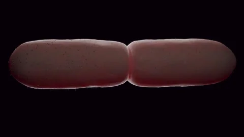 Lactobacillus Bacteria Colony - Probiotic Microorganisms Stock Footage 318776150