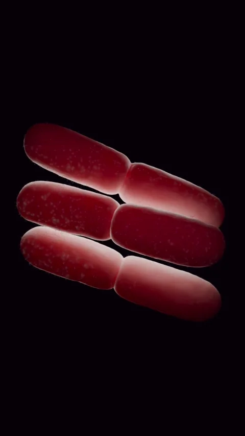 Lactobacillus Bacteria Colony - Probiotic Microorganisms Vidéo 318776155