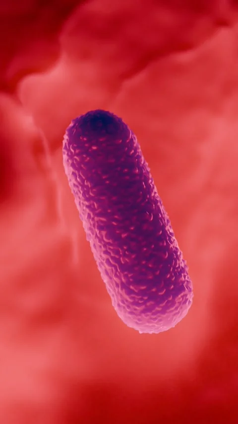 Lactobacillus Bacteria Colony - Probiotic Microorganisms Vidéo 327012893