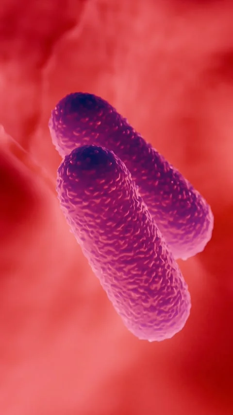 Lactobacillus Bacteria Colony - Probiotic Microorganisms Stock Footage 327012931
