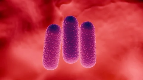 Lactobacillus Bacteria Colony - Probiotic Microorganisms Stock Footage 327012943