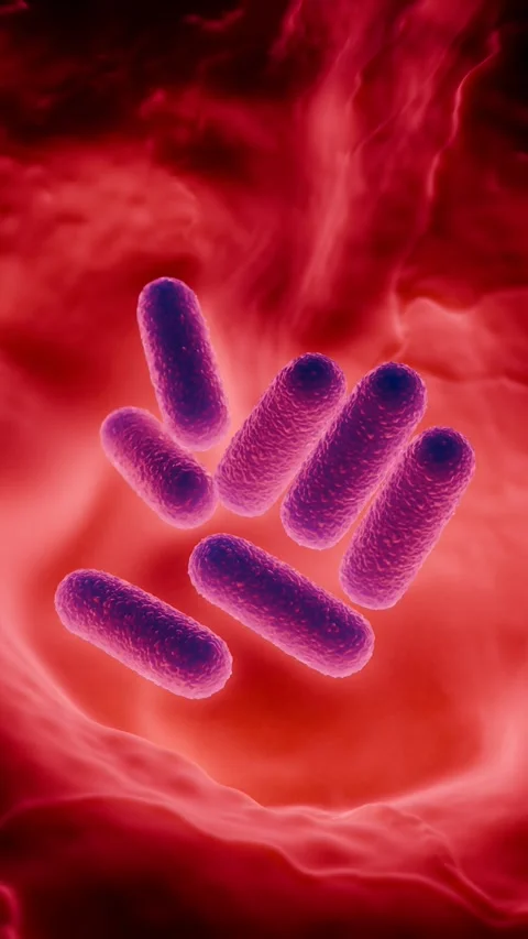 Lactobacillus Bacteria Colony - Probiotic Microorganisms Stock Footage 327012964