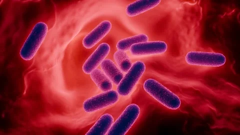 Lactobacillus Bacteria Colony - Probiotic Microorganisms 库存影片 327012996