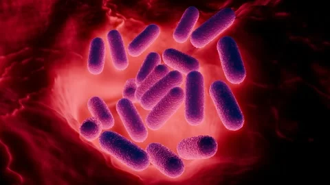 Lactobacillus Bacteria Colony - Probiotic Microorganisms 库存影片 327013014