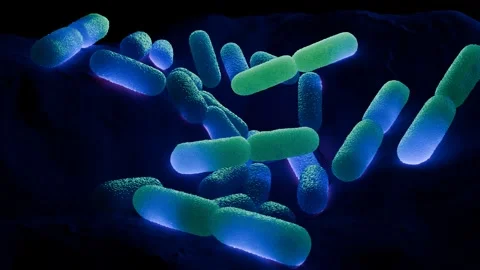 Lactobacillus Bacteria Colony - Probiotic Microorganisms Stock Footage 327013101