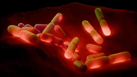 Lactobacillus Bacteria Colony - Probiotic Microorganisms Stock Footage 327013155