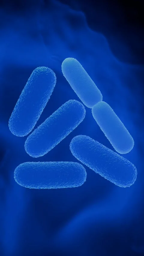 Lactobacillus Bacteria Colony - Probiotic Microorganisms 库存影片 327013165