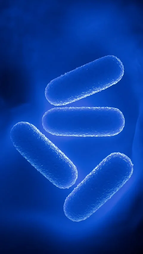 Lactobacillus Bacteria Colony - Probiotic Microorganisms Stock Footage 327013179