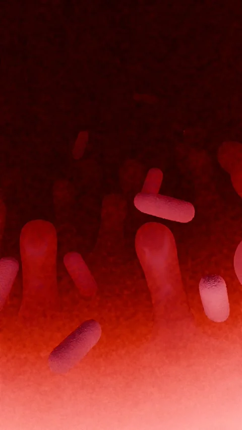 Lactobacillus Bacteria Colony - Probiotic Microorganisms Stock Footage 327013226