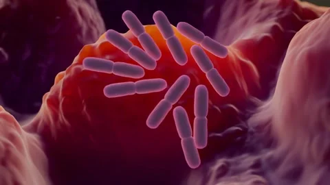 Lactobacillus bacteria 库存影片 305632475