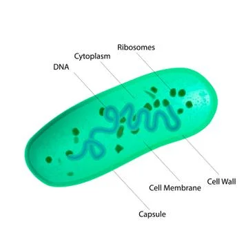 Lactobacillus Bacteria Structure Illustrazione stock