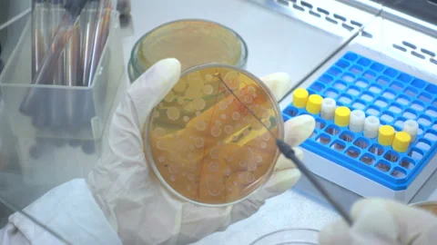 LactoBacillus. Stock Footage 88200303