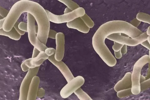 Lactobacillus SEM: Scanning electron microscopy. Copyright: xSTx/xIMAGExPO... Stock Photos